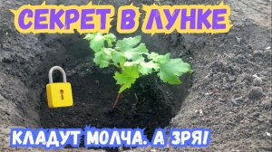 ПОЧЕМУ 95% вегетирующих САЖЕНЦЕВ винограда ЗАМИРАЮТ после посадки? ОДИН ПРИЕМ меняет ВСЕ!