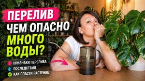 ПЕРЕЛИВ — как загубить растение с любовью 💦 | Ошибки полива, которые убивают цветы