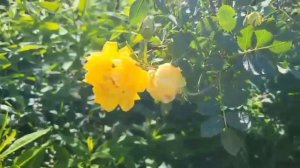 Цветы утром🌺🌺🌺☀️