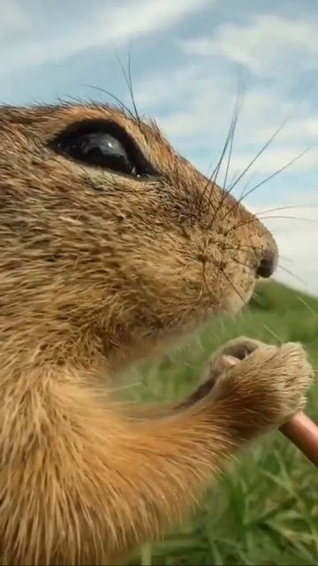 🐿️🐿️🐿️