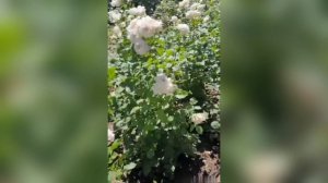 Аллея Белых Роз в Ростове-на-Дону.
Тысяча роз, высаженных любящими сердцами поклонников в память о Ю