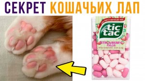 Секрет кошачьих подушечек раскрыт!) Приколы с котами