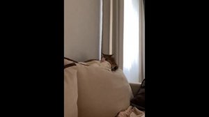 Любовные ласки