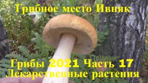 Грибы 2021 лисички 28 августа часть 17 Поход в лес Лечебные травы Грибное место Ивняк Таежный Тайга