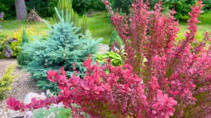 Какие кустарники планирую размножить черенкованием.