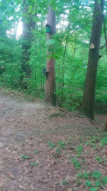 Лесные птицы в городском лесу