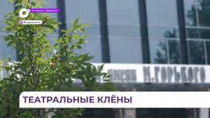 Во Владивостоке появились театральные клёны