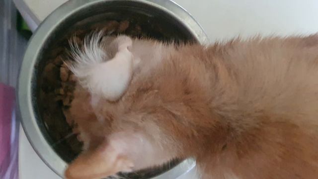 Лагуна 10 котёнок у кошки🥰🤗💞