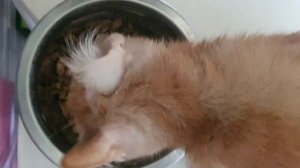 Лагуна 10 котёнок у кошки🥰🤗💞