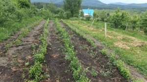 Проблема садоводства. Нет опыта, нет кадров, нет и садов.