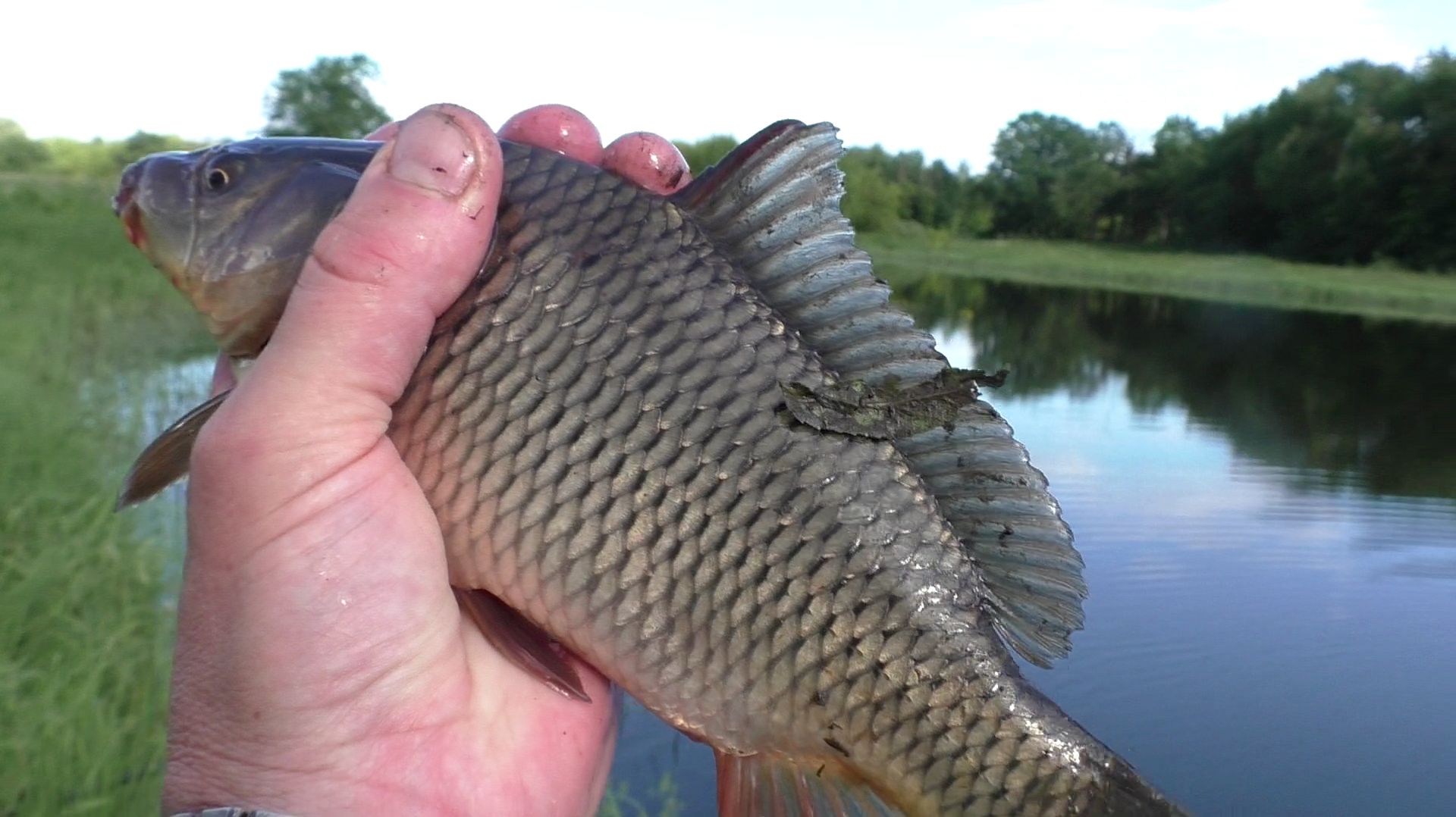 ДИКИЙ КАРП НА УДОЧКУ 🎣 смотреть онлайн