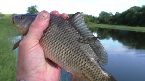 ДИКИЙ КАРП НА УДОЧКУ 🎣