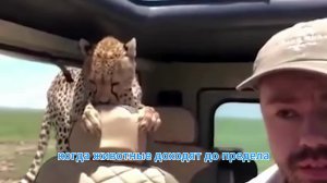 Этого НИКТО НЕ ОЖИДАЛ! Моменты в ЗООПАРКЕ настолько НЕВЕРОЯТНЫЕ, что кажутся ФЕЙКОМ, снято на камеру