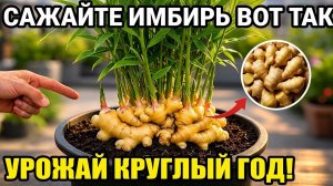 Посадите имбирь таким способом: собирайте корни круглый год, супермаркет не хочет, чтобы вы это