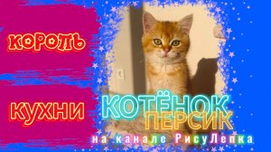 КОТЁНОК ПЕРСИК король кухни