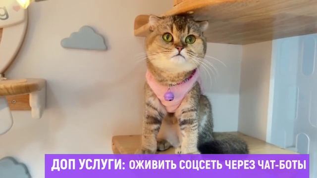 Великолепные коты Скачай футажи для видеомонтажа Free