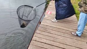 Карпуша на опарика