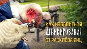 Дебикирование кур: как избавиться от расклёва яиц ✂️