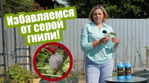 Серая гниль: чем обработать растения