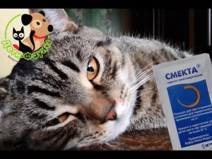 Смекта. Можно ли смекту собаке/кошке? Как разводить смекту?