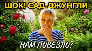 Джунгли с пальмой! Приехали на дачу, а тут такое... Сад-джунгли и море роз!