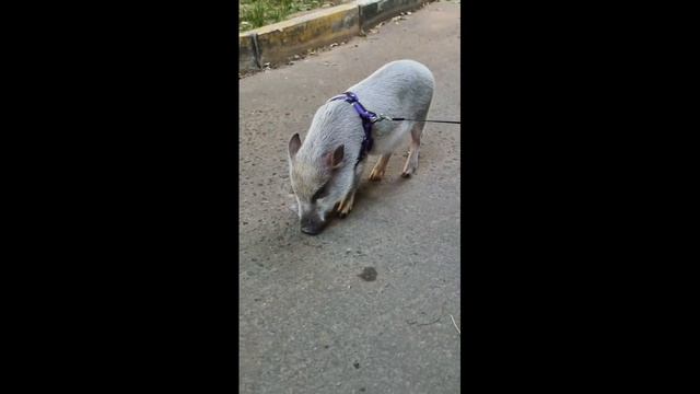 На прогулке... смотреть онлайн