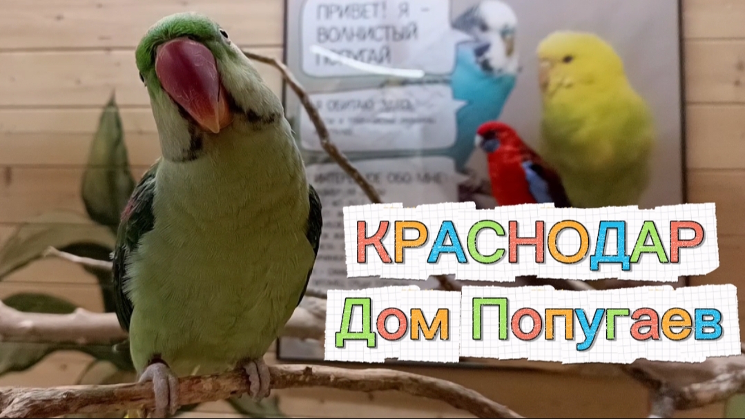 Краснодар. Дом Попугаев. Веселые птички✅ смотреть онлайн
