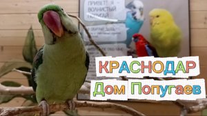 Краснодар. Дом Попугаев. Веселые птички✅