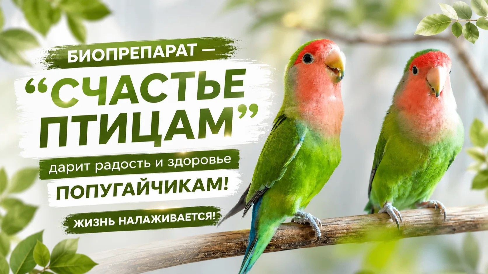 Попугай стал вялым и потерял аппетит? Причина может вас удивить