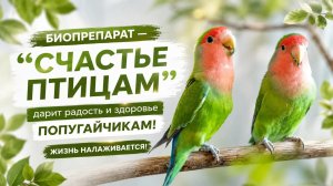 Попугай стал вялым и потерял аппетит? Причина может вас удивить
