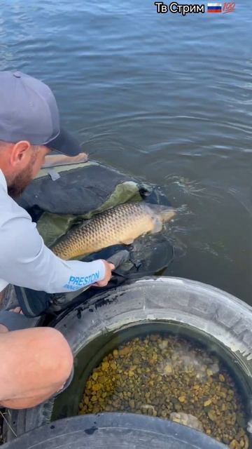 Отпускаю карпа 🎣 на нерест.