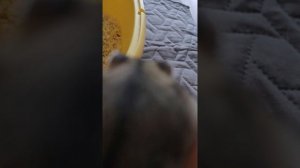 клеточка хомячка Стёпы