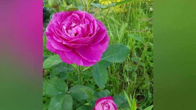 YouCut_20260625_192756614.mp4 смотреть онлайн