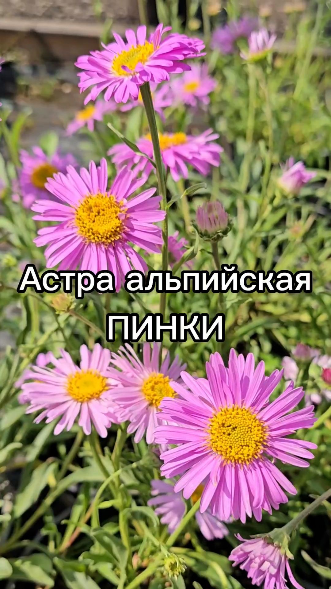 Низкорослый многолетник с обильным цветением!