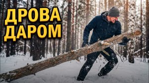 Валежник. Ищу дрова под снегом