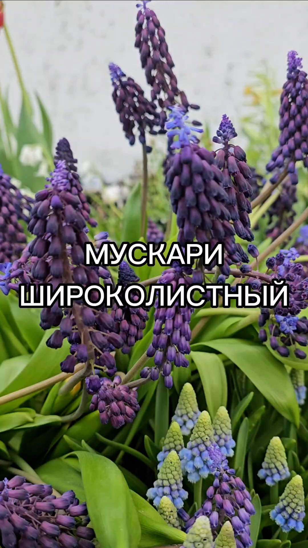 Неприхотливый мускари для газонов, бордюров и альпинариев.