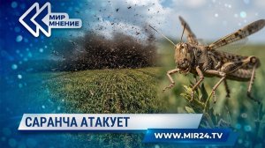 Нашествие саранчи в Калмыкии и Ростовской области