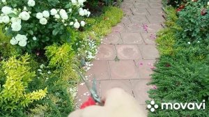 Розы.Готовлю пирожки.Приехали дети