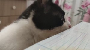 Валерианка и кошка