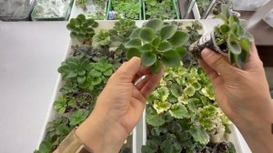 Продажа фиалок из Новокузнецка +79089505440