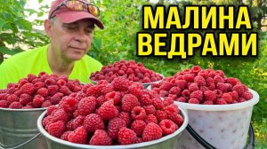 Вот так подкармливаем МАЛИНУ во время цветения и собираем ягоды ведрами!