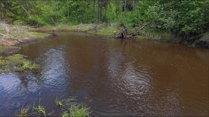Релакс в лесу Орехово-Зуево, речка, звуки природы, белочка. 4K 50 fps