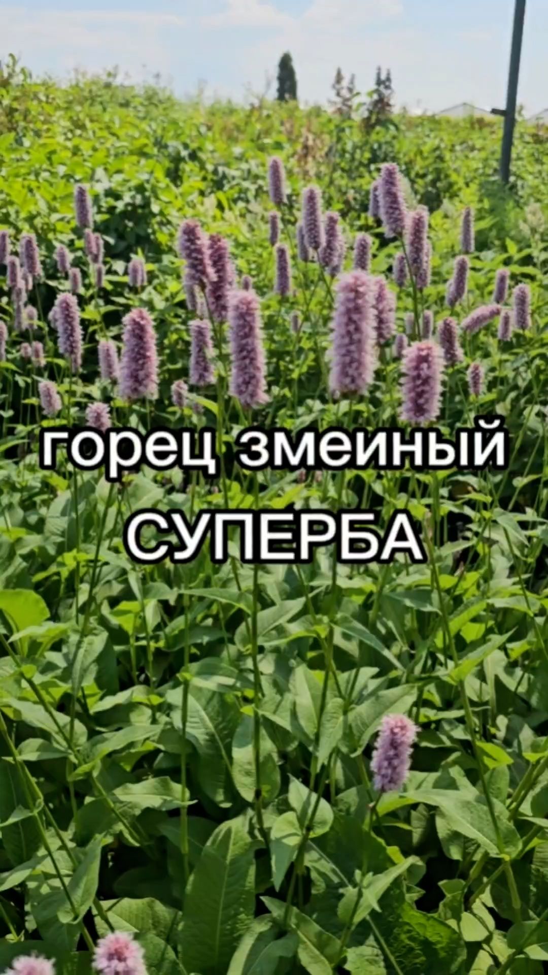 Декоративный многолетник, цветущий с весны до конца лета.
