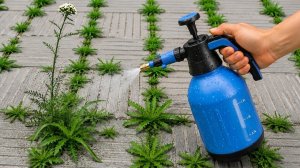 Сорняки начнут засыхать на глазах 🌿 Всего 3 ингредиента