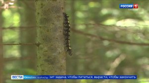 «Вести. Сахалин. Курилы». 24 июня 2026 года