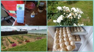 25-06-2026 Больше не куплю,хватит  этих.Обработка 🍐груши и винограда🍇