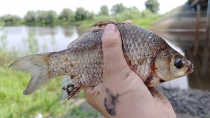 Опять на речке. Идёт чебак и карась👍
