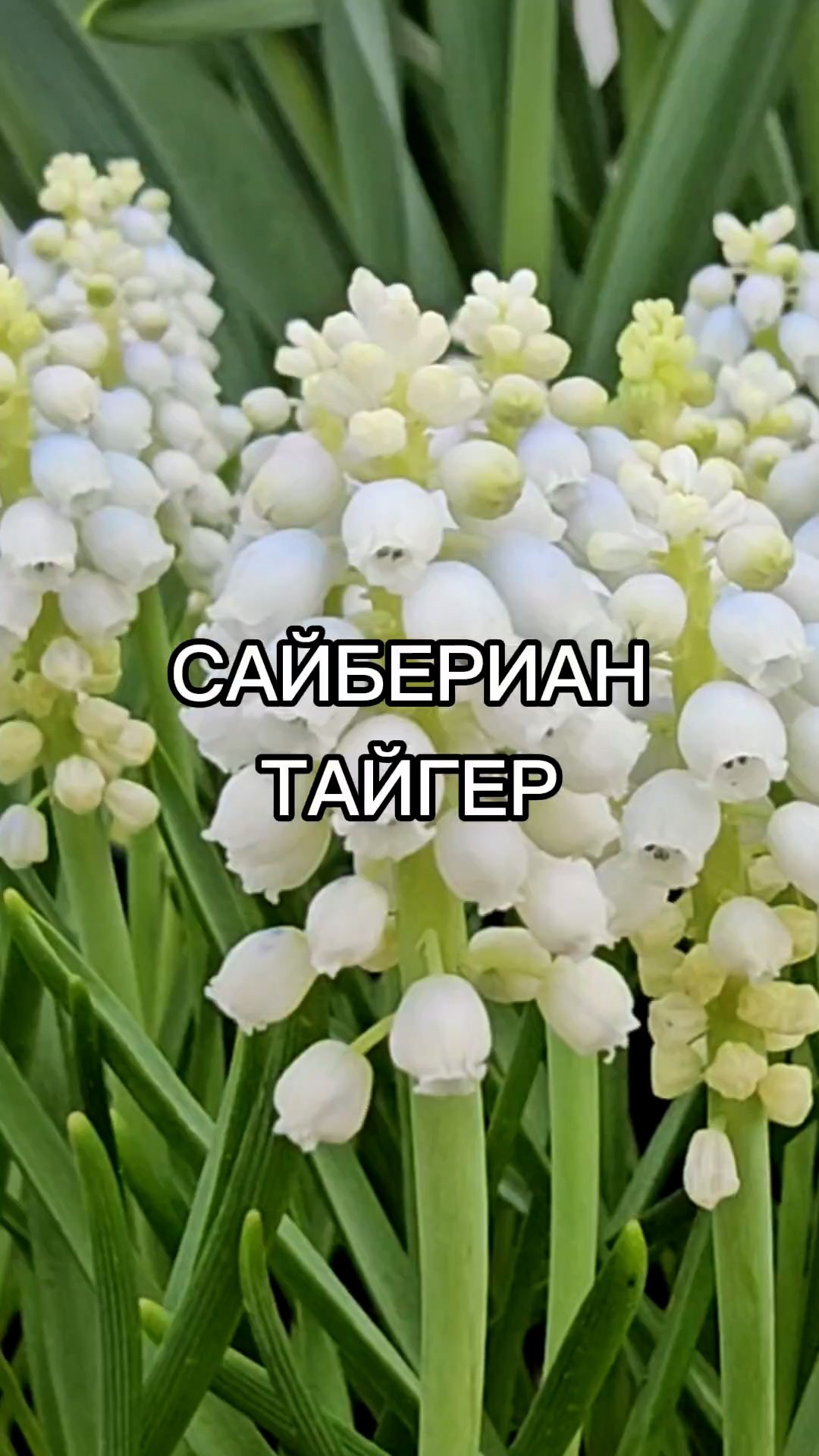 Оригинальный мускари для альпинариев и посадок на газоне.