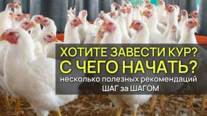 Куры и курятник: с чего начинать разведение и содержание кур
