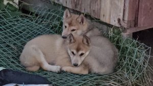 Мой сказ интернету